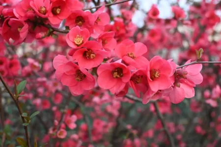 Pinke Blüten der Zierquitte.