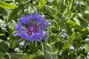 Berg-Flockenblume pflanzen, pflegen und vermehren Berg-Flockenblume pflanzen, pflegen und vermehren