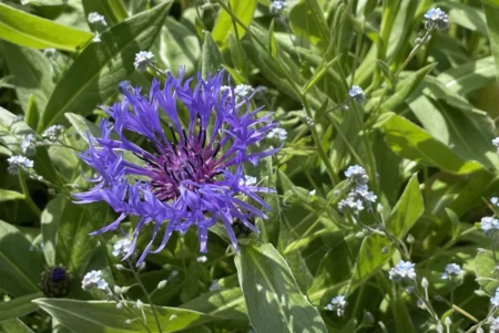 Berg-Flockenblume pflanzen, pflegen und vermehren Berg-Flockenblume pflanzen, pflegen und vermehren