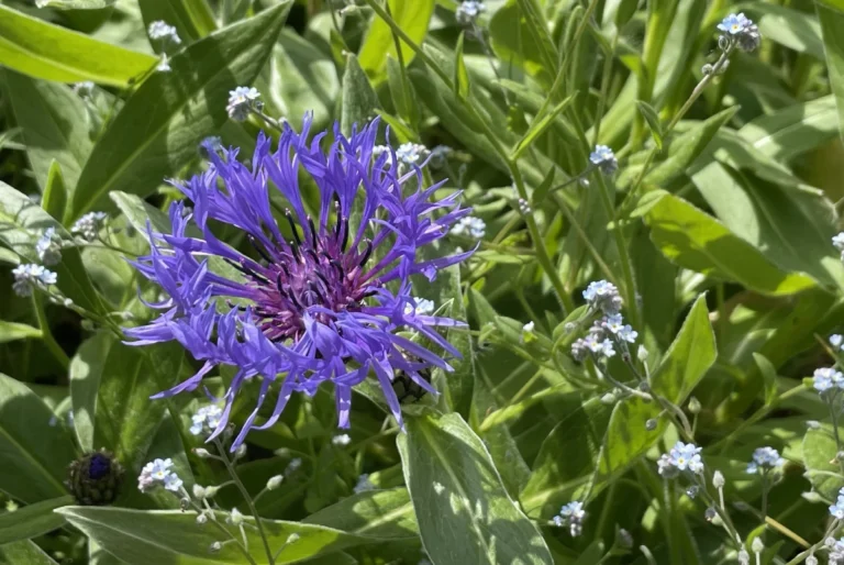 Berg-Flockenblume pflanzen, pflegen und vermehren Berg-Flockenblume pflanzen, pflegen und vermehren