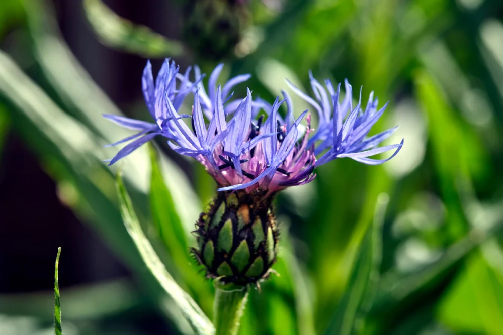 Offene Blüte der Berg-Flockenblume im Porträt.