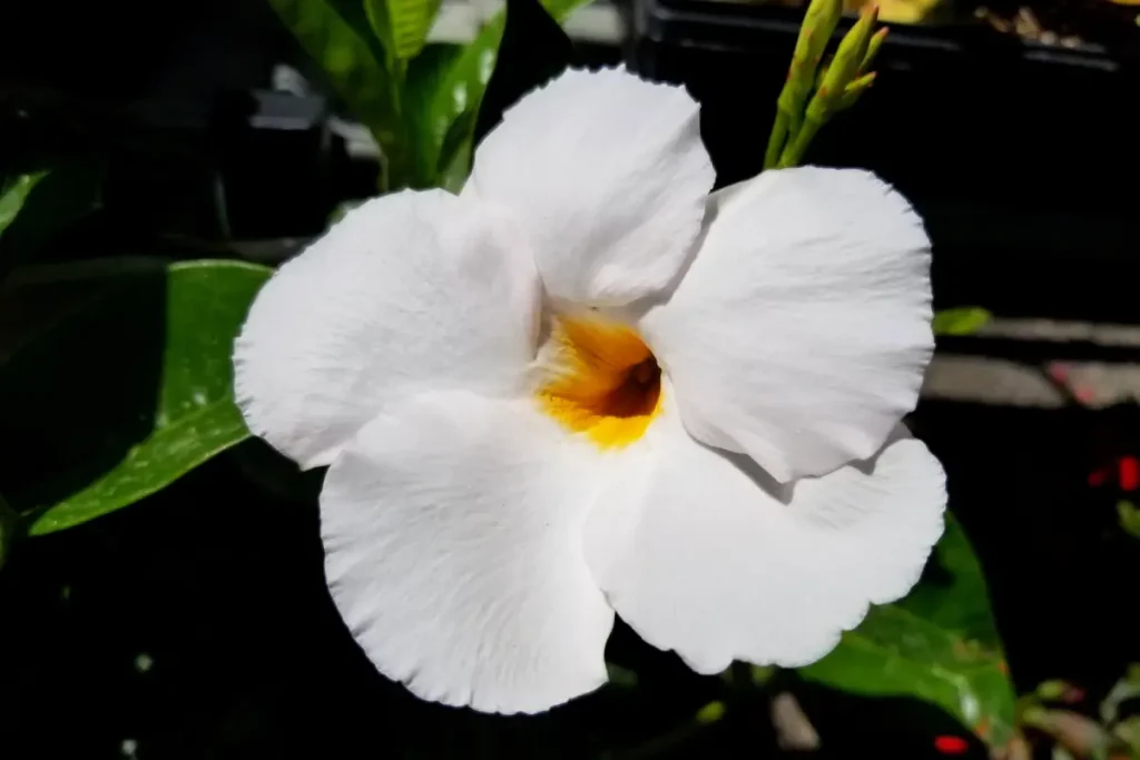Nahaufnahme von weißer Dipladenia-Blüte.
