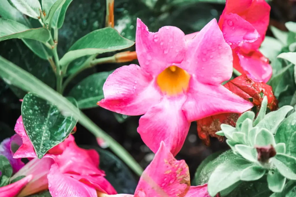 Nahaufnahme von fuchsia farbenen Dipladenia-Blüten.