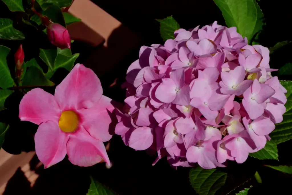 Große Dipladenia-Blüte neben Hortensien-Blüte.