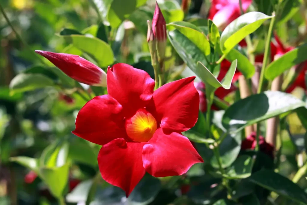 Nahaufnahme roter Dipladenia-Blüten.