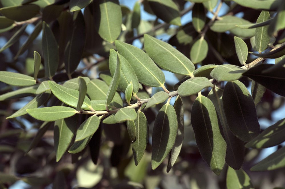 Eisenbaum – Pflanzen, Pflege & Rückschnitt
