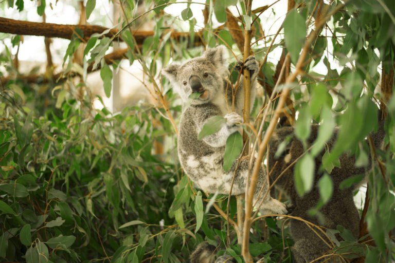 Eukalyptus – Pflanzen, pflegen und schneiden