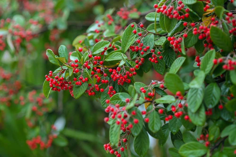 Nahaufnahme reife Beeren der Späten Zwergmispel.