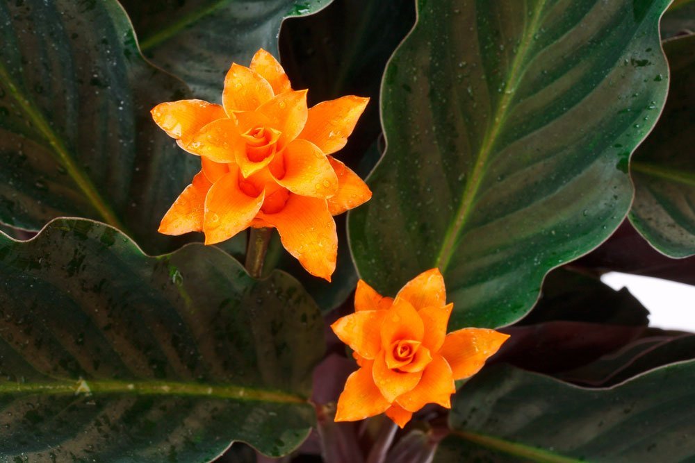 © Peredniankina - Fotolia.com Korbmarante Blüte