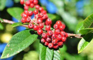 Kriechmispel Beeren