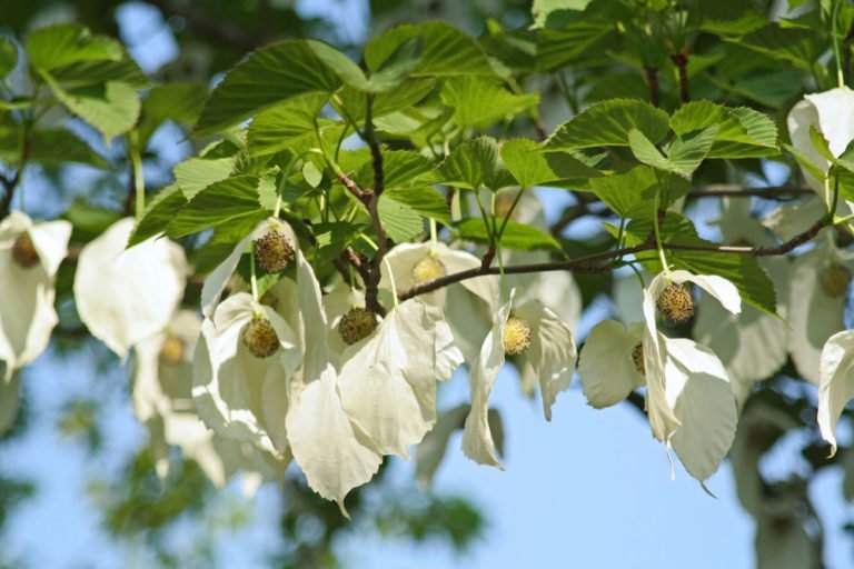 Taschentuchbaum – Pflanzen, pflegen und vermehren
