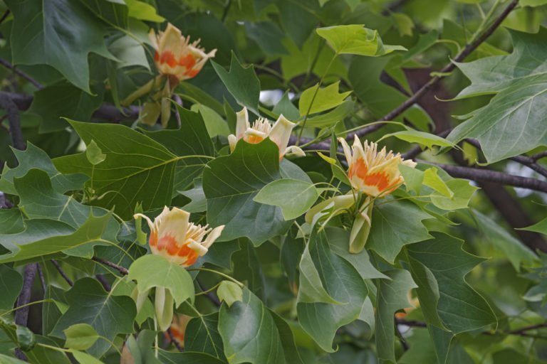 Tulpenbaum – Pflanzen, pflegen & schneiden