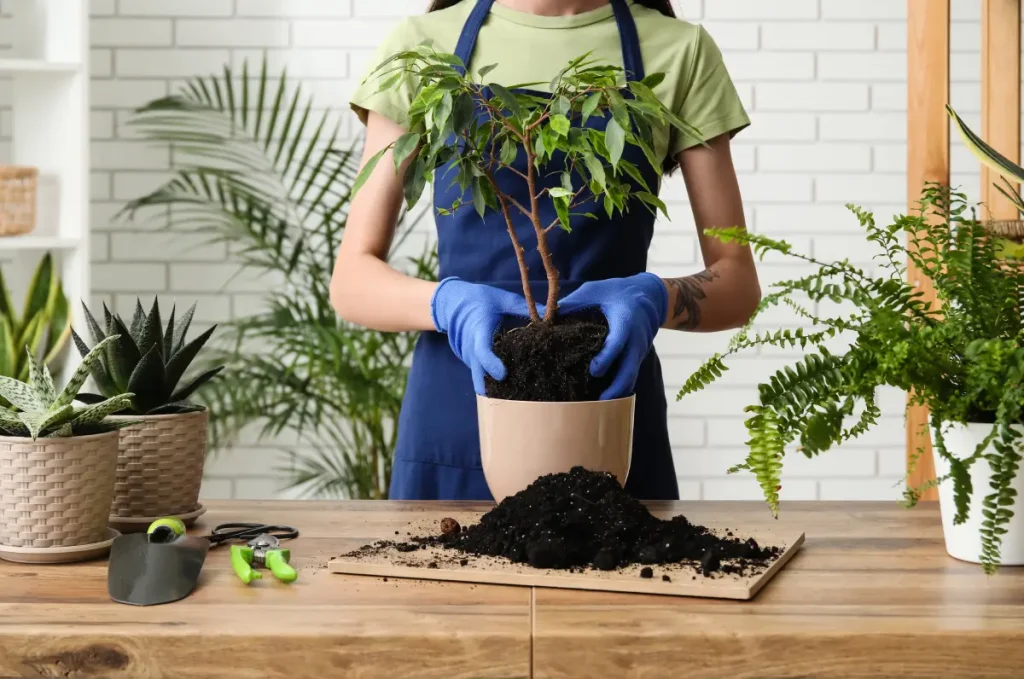 Grüner Ficus Benjamina wird in Blumentopf eingepflanzt.