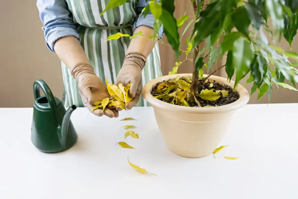 Ficus Benjamina verliert gelbe Blätter.
