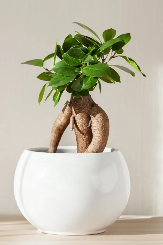 Ficus microcarpa im Blumentopf.