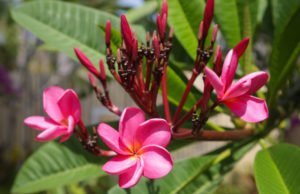 Frangipani vermehren - So klappt's mit Stecklingen und Samen