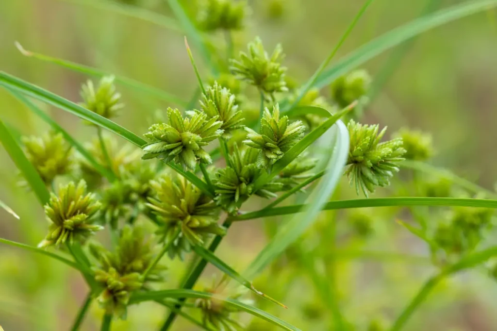 Frischgrünes Zypergras