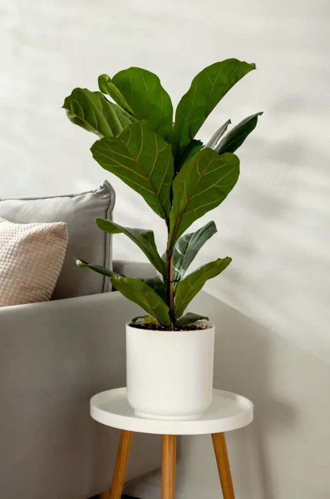 Ficus Lyrata im Blumentopf.