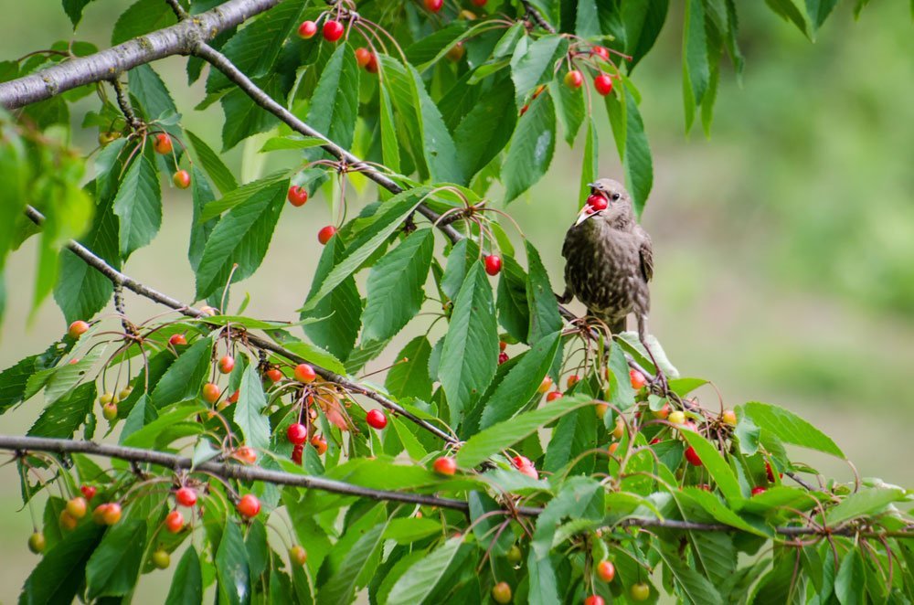 Kirschbaum vor Staren schützen