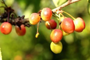 Kirschfruchtfliege bekämpfen - So werden Sie Maden in Kirchen wieder los