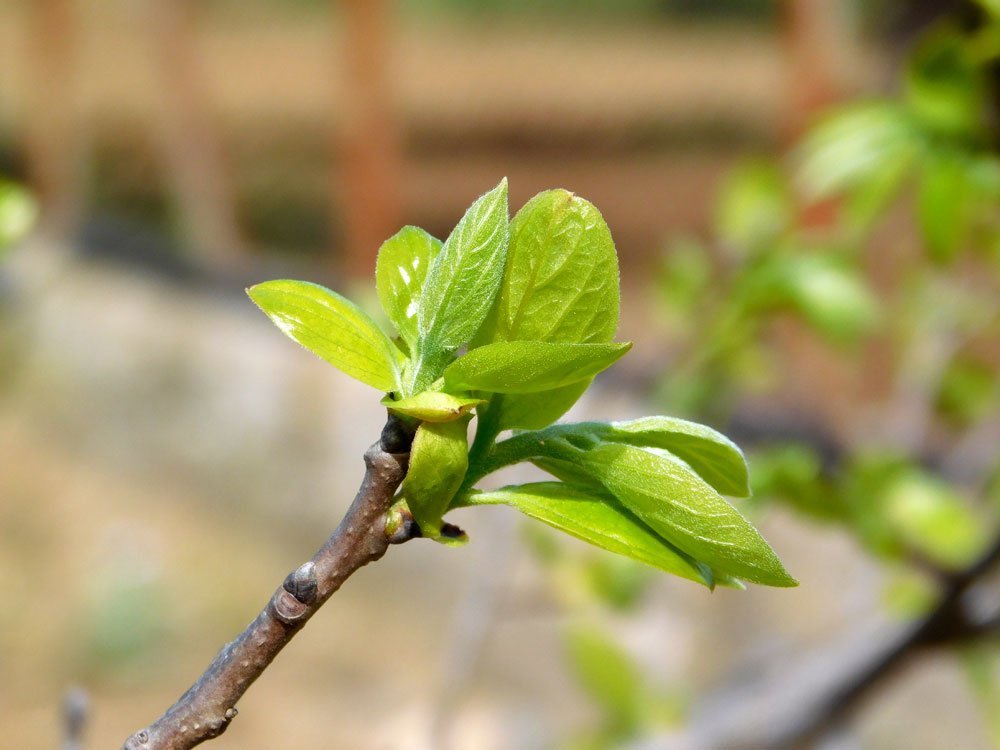 Kuchenbaum vermehren – So funktioniert’s mit den Samen