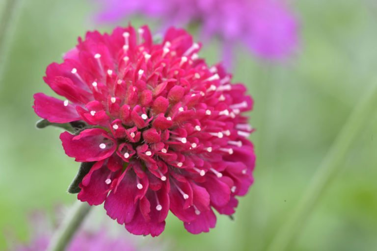 Mazedonische Witwenblume – Pflanzen, Pflege und Vermehrung