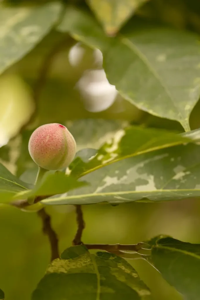 Mosaik-Feige mit Frucht.