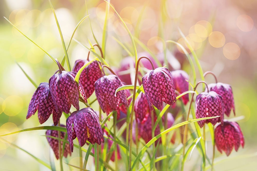 Schachbrettblume pflanzen – Anleitung und Tipps zu Standort und Boden