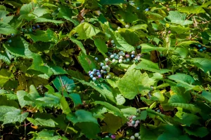 Scharlachwein mit Trauben