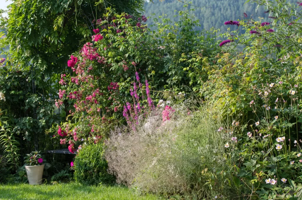 Schleierkraut mitten im Beet neben Büschelrose, Blutweiderich und Herbstanemone sowie Schmetterlingsflieder.