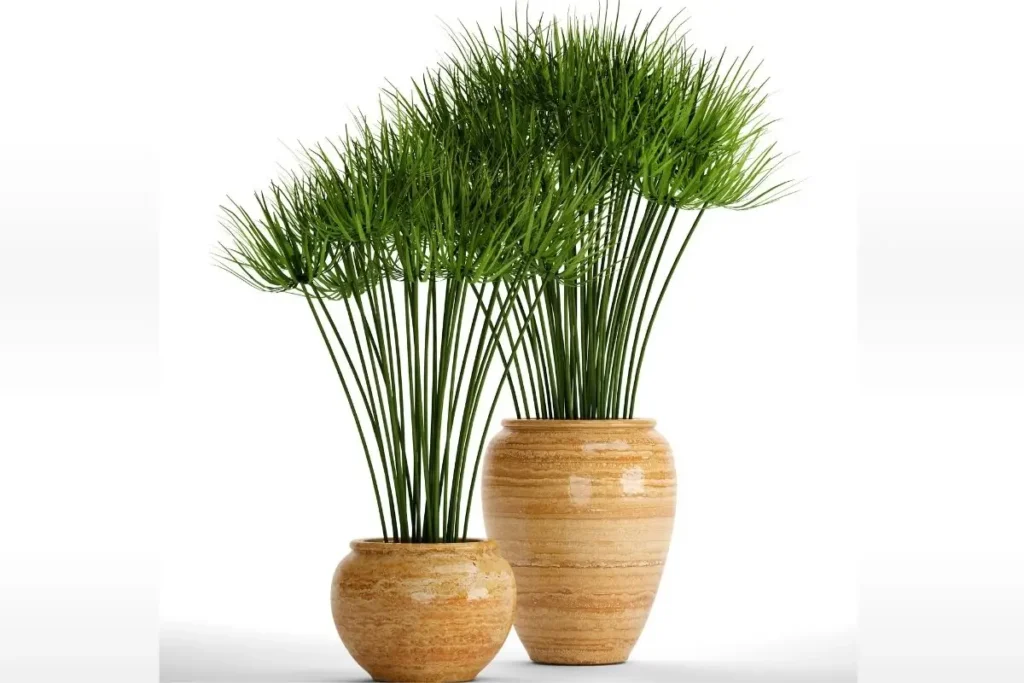 Wechselblättriges Zypergras im Blumentopf.