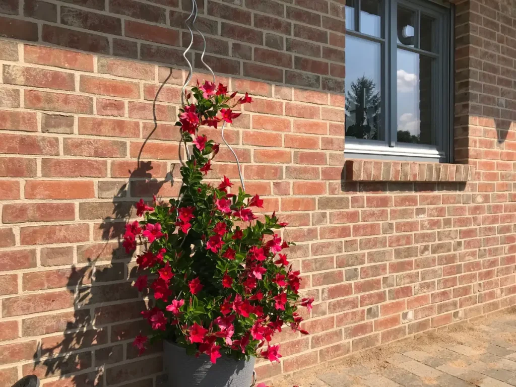 Dipladenia an Hauswand