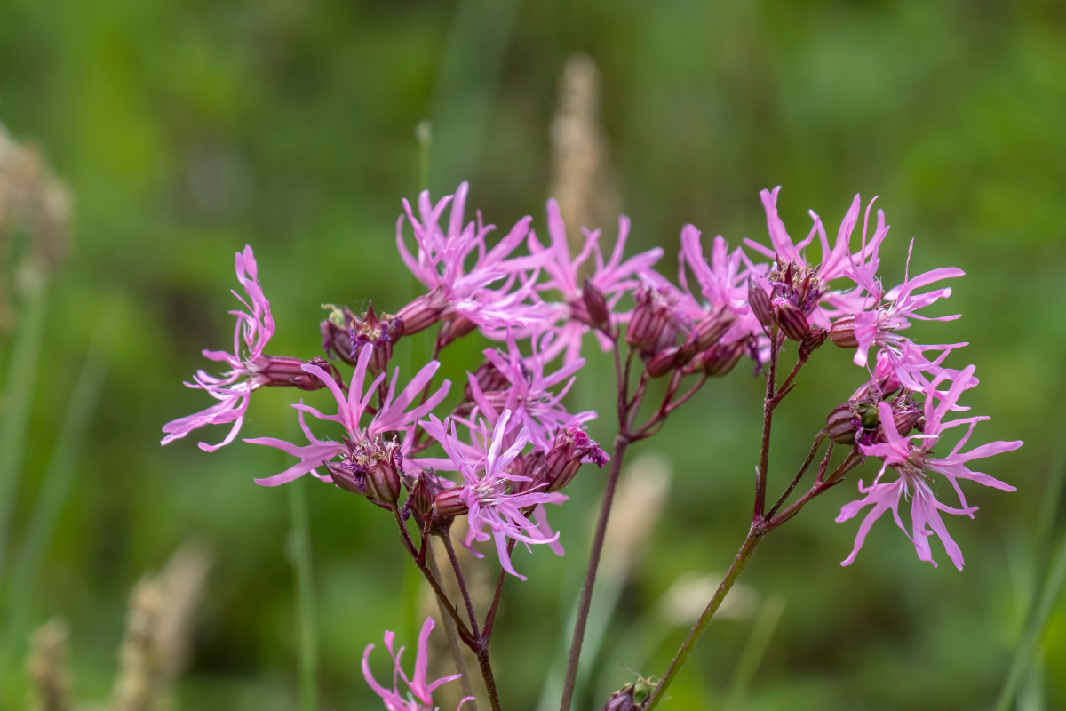 Lychnis flos-cuculi