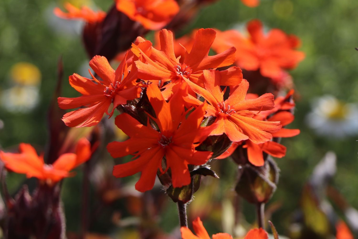 Lychnis arkwrightii Vesuvius