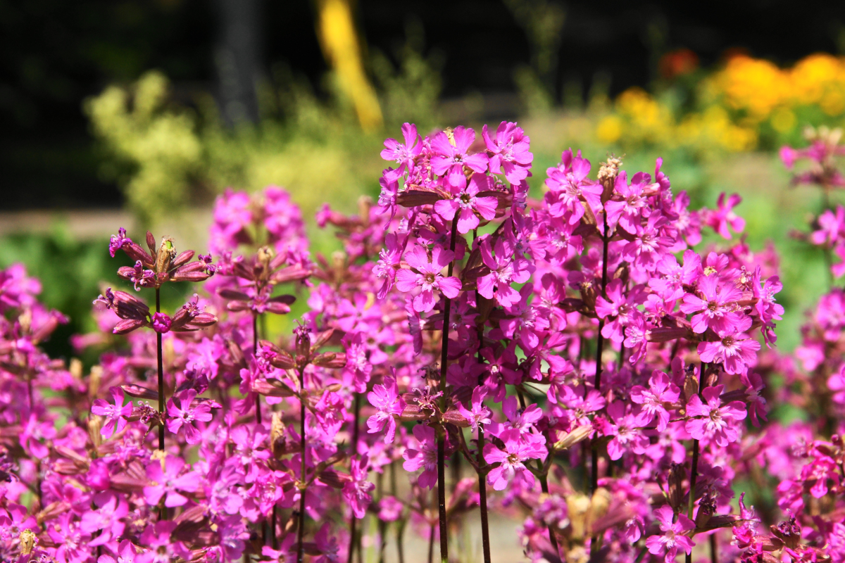 Silene viscaria