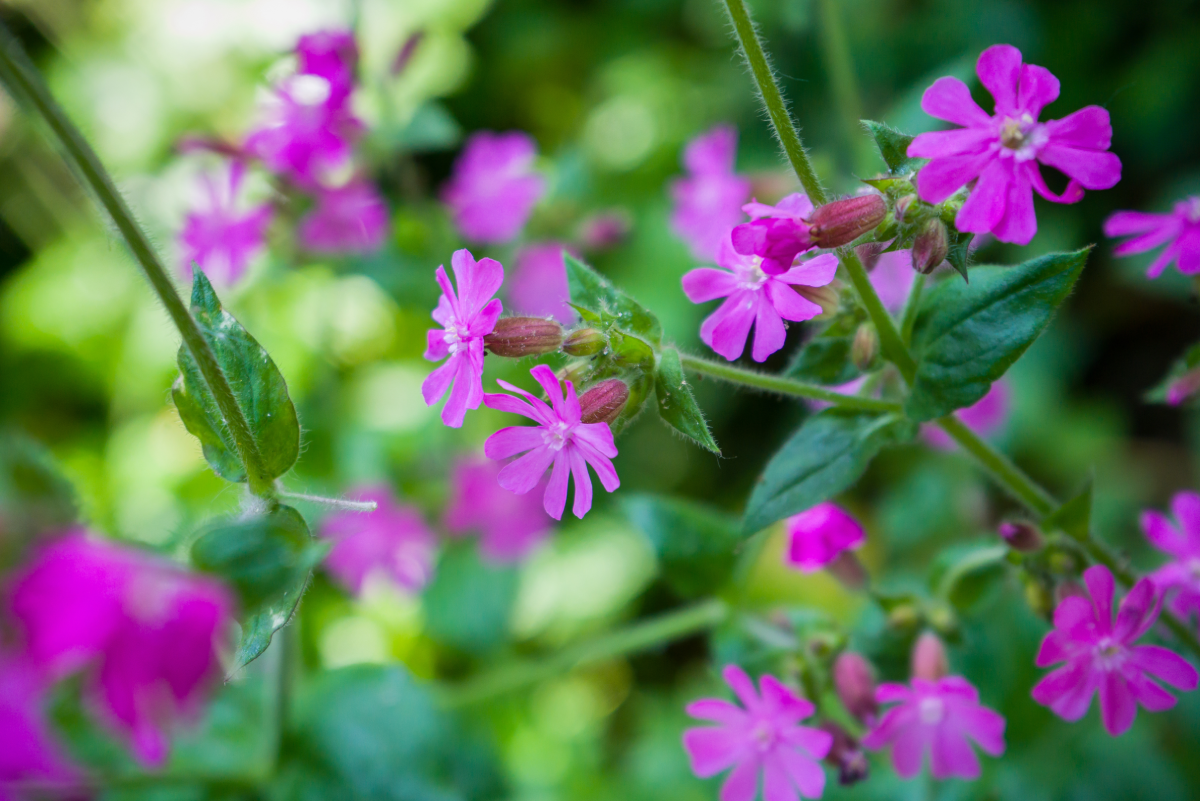 Silene dioica