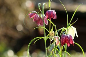 Schachbrettblume im Topf halten