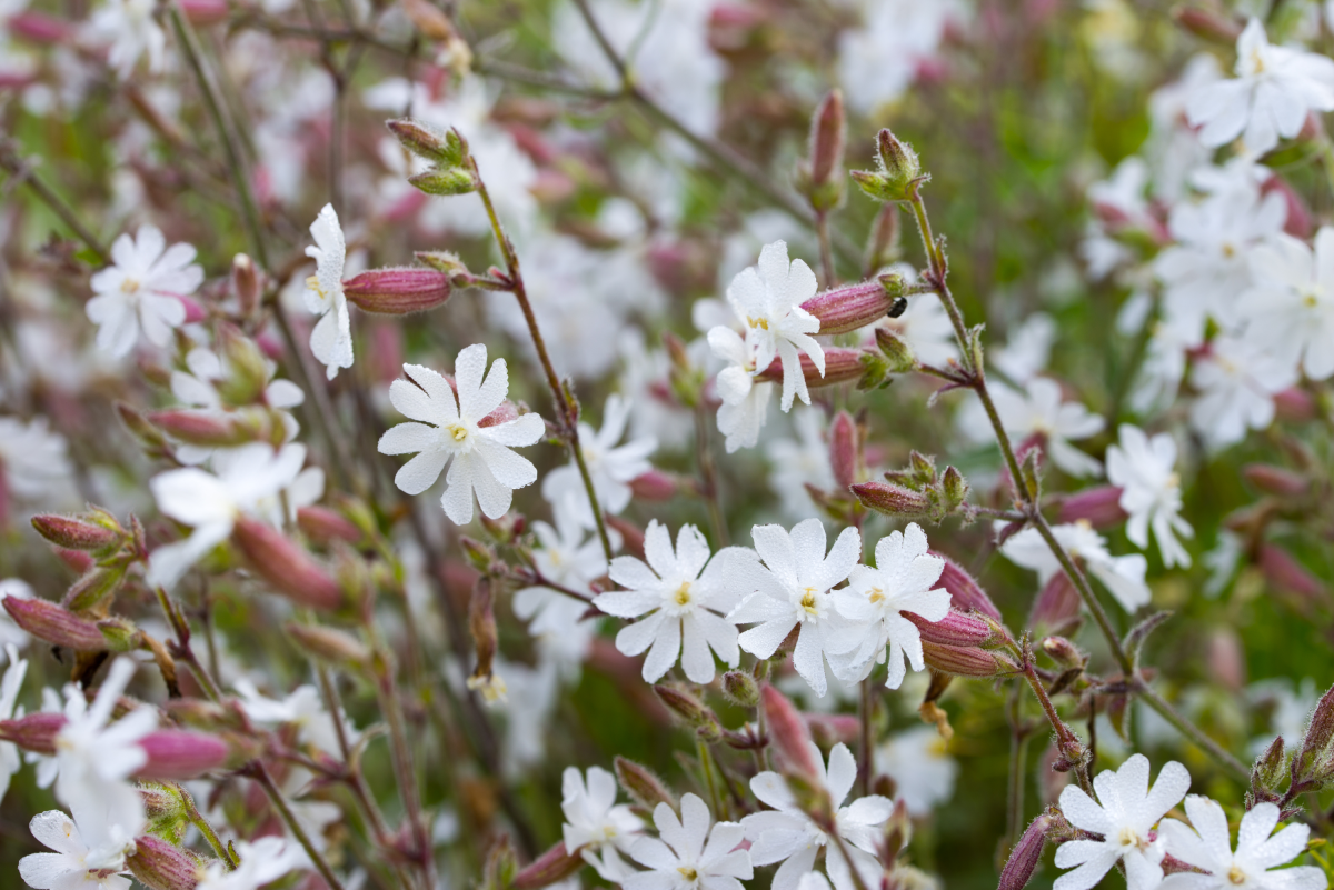 Silene latifolia