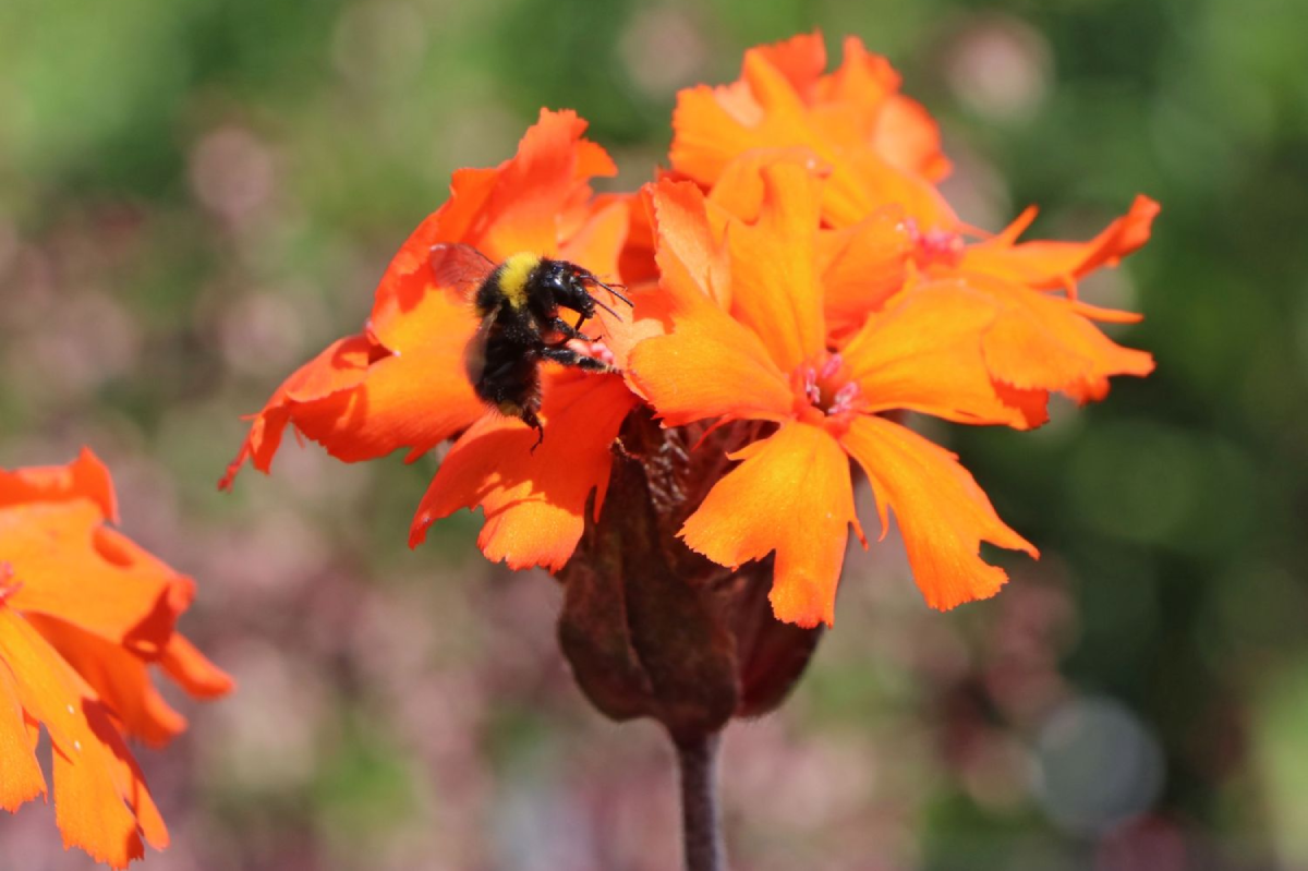 Lychnis x arkwrightii 'Orange Zwerg'