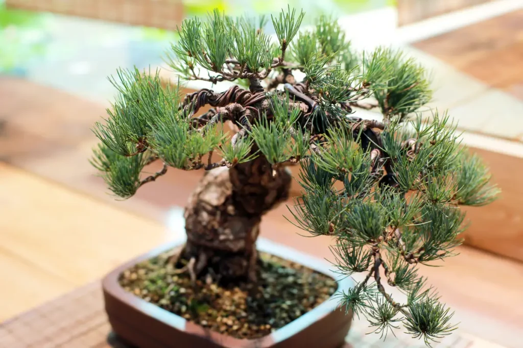 Kleine Kiefer als Bonsai mit Draht um den Ästen.