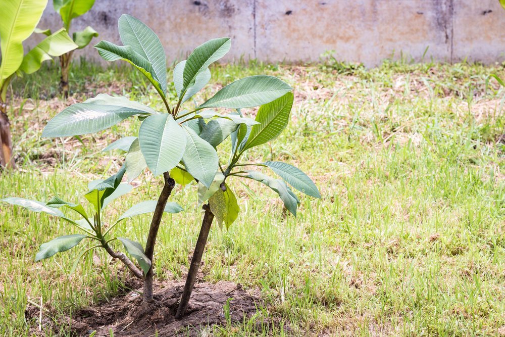 Frangipani vermehren Freiland-Pflanze