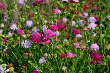 Ein Wildblumenbeet mit vielen Witwenblumen.