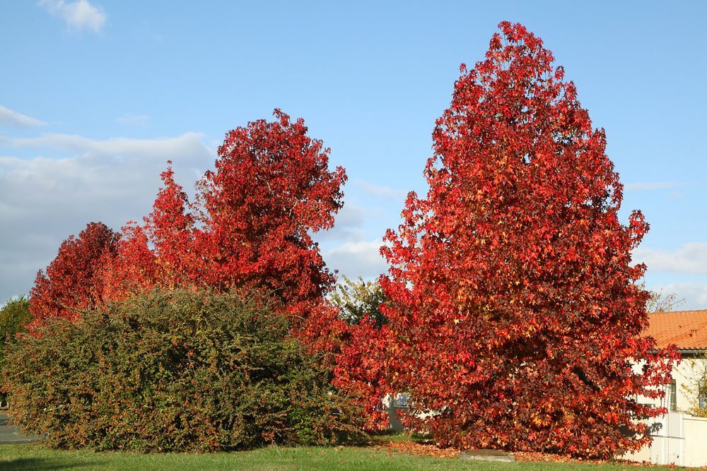 Amberbaum – Pflanzen, pflegen & zurückschneiden