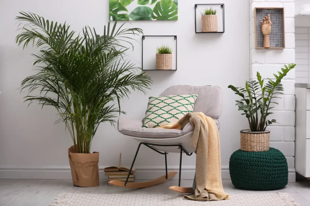 Bergpalme steht im Wohnzimmer neben einem Schaukelstuhl.