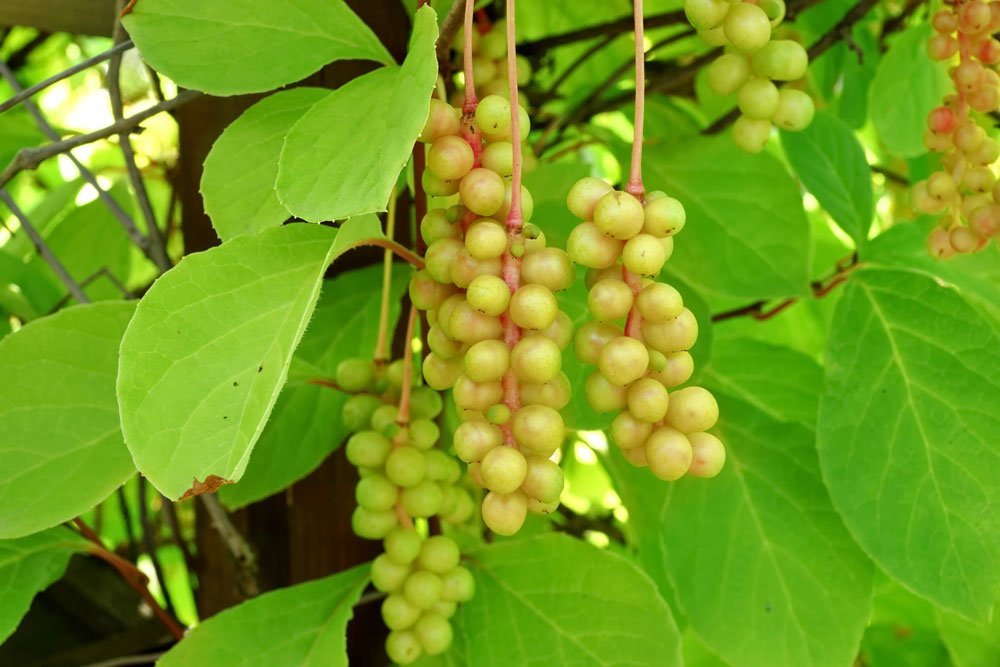 Nahaufnahme von unreifen Beeren der Schisandra chinensis.