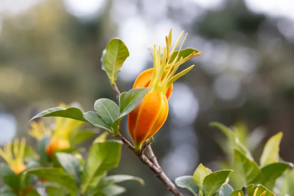 Nahaufnahme der Frucht einer Gardenie.