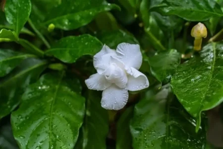 Nahaufnahme einer weißen Gardenien-Blüte.