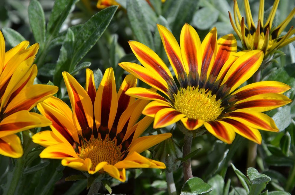 © alisseja - Fotolia.com Gazanie vermehren