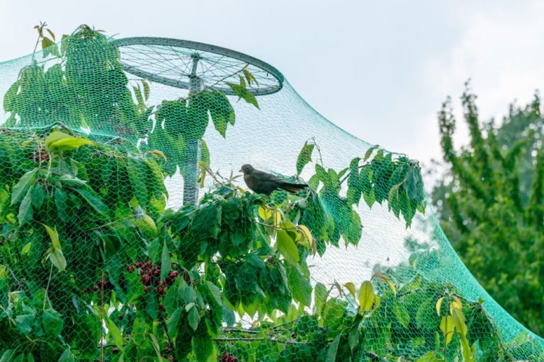 Vögel aus dem Kirschbaum vertreiben