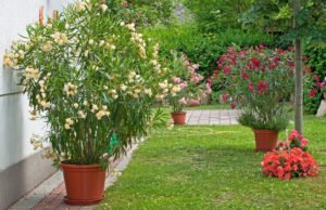 Oleander umtopfen